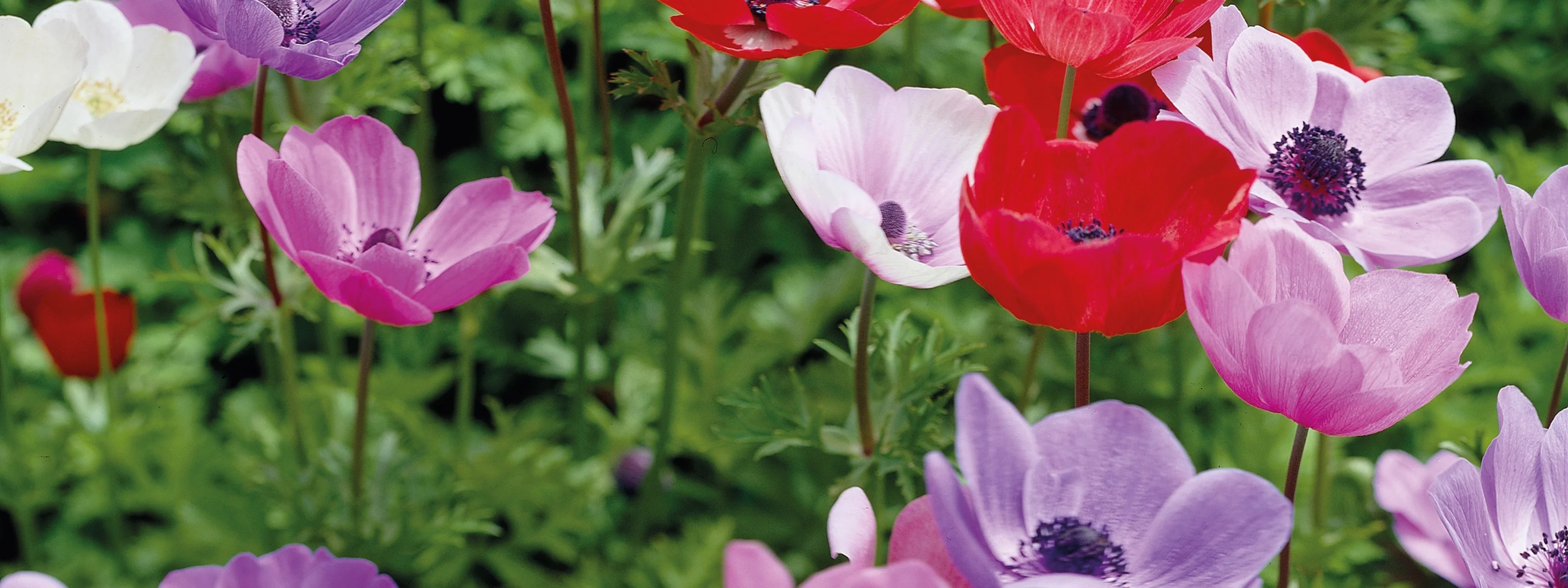 Nurture Your Dream Garden Today